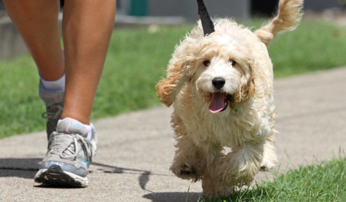 passeggiata con un cane di colore bianco