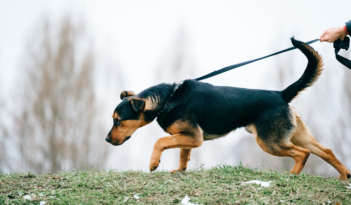 cane che tira il guinzaglio