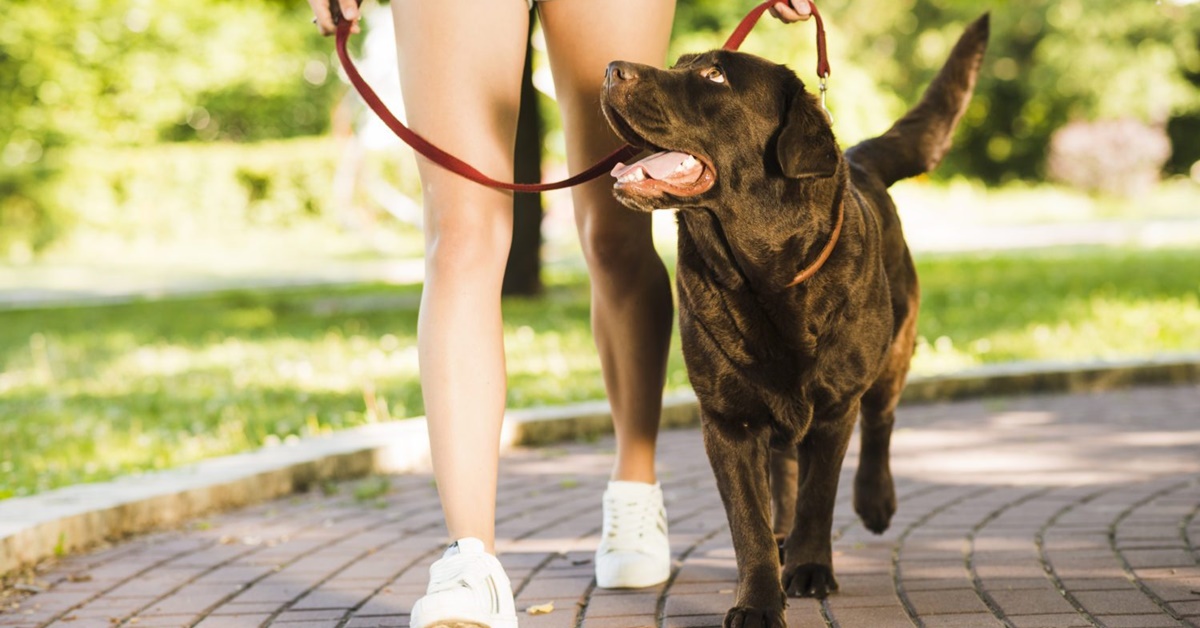 Come insegnare al cane a camminare al guinzaglio senza fermarsi