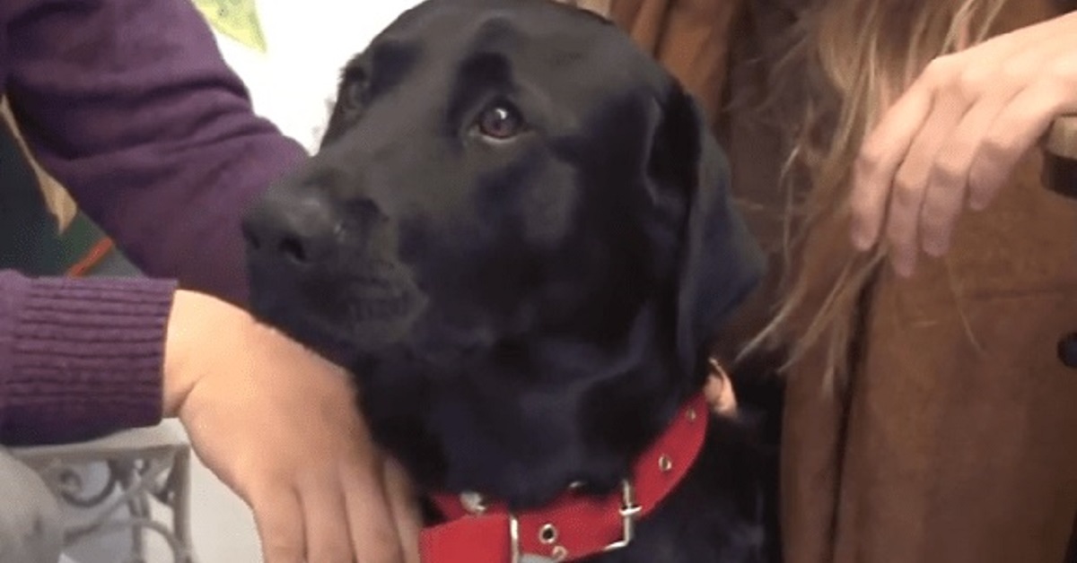 José Ignacio, il cane che ha salvato la vita della sua famiglia (VIDEO)