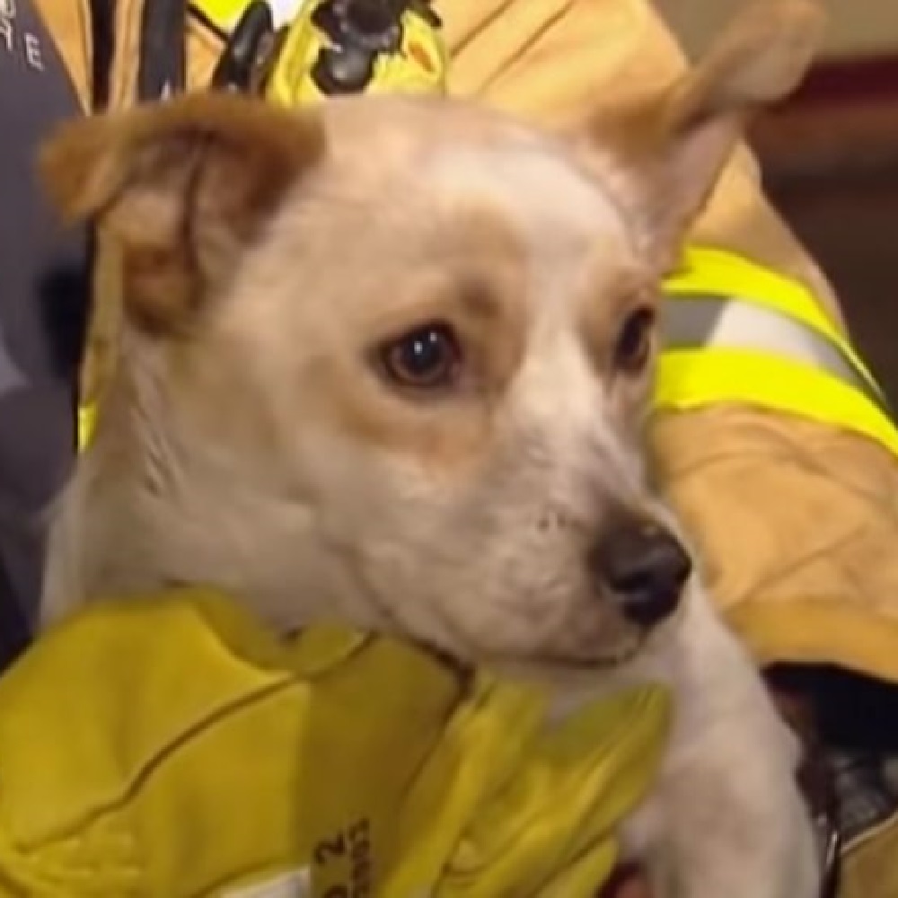 leo cane coraggioso salvataggio