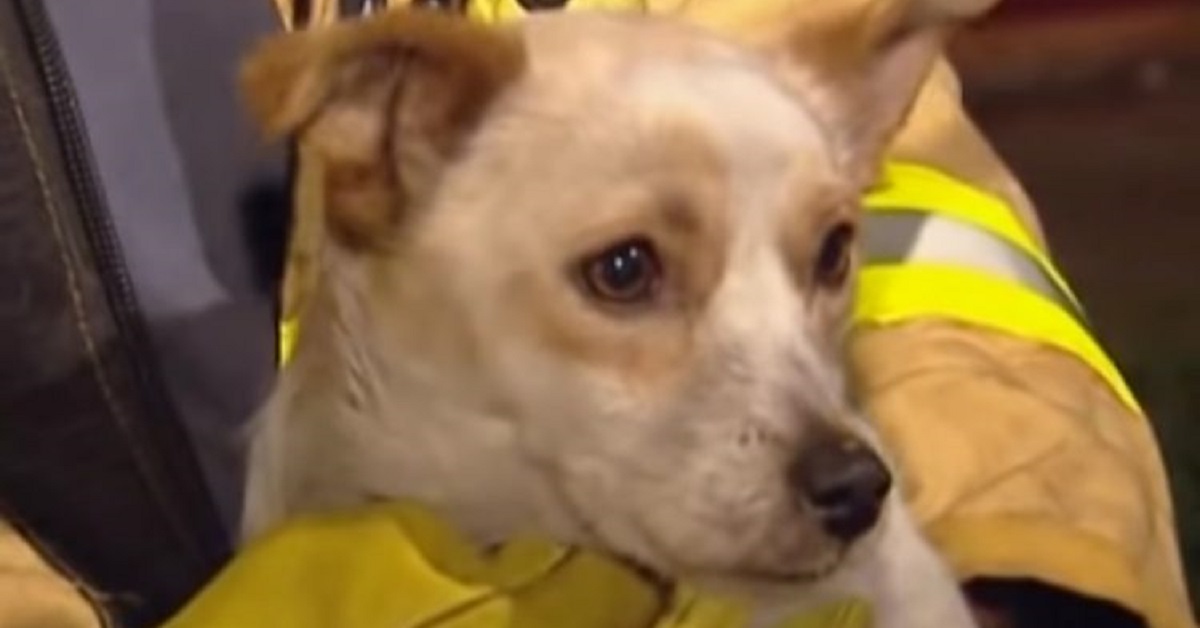Leo, il coraggioso cane che ha salvato 4 gattini dalle fiamme (VIDEO)