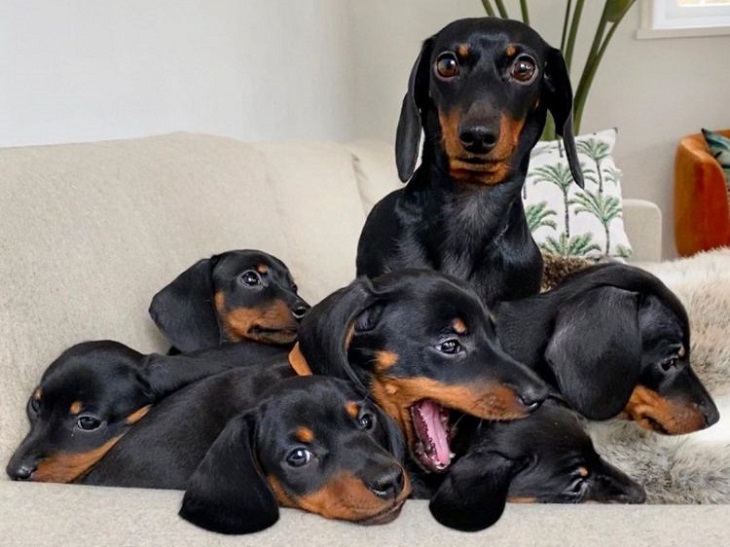 loulou mamma bassotto cagnolina famiglia