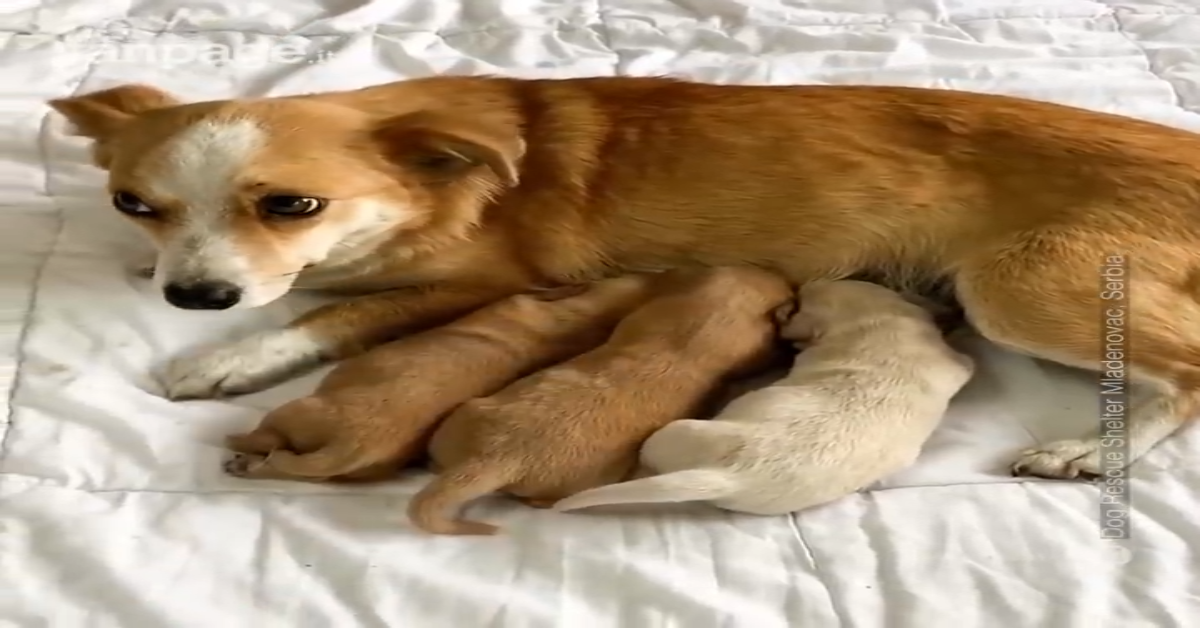 Mamma cane e i suoi cuccioli sono stati salvati dopo essere stati abbandonati(VIDEO)