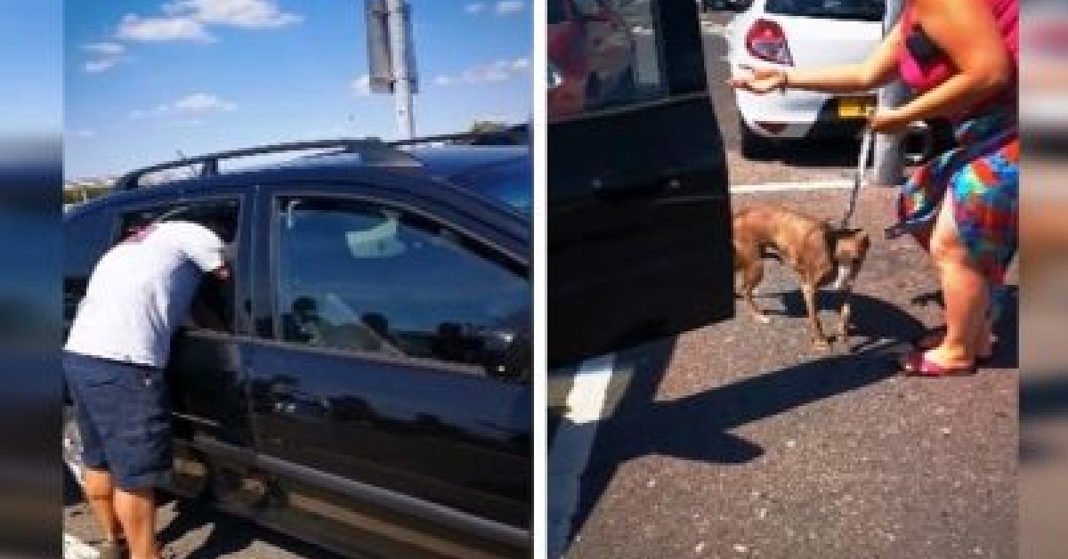 Manda il frantumi il finestrino dell’auto per salvare un cucciolo (VIDEO)