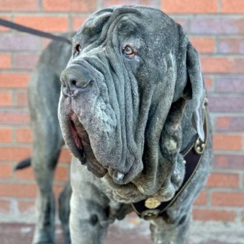 neo cane mastino napoletano dopo intervento