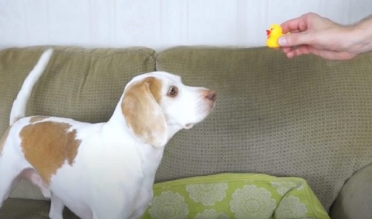 maymo cane lemon beagle video