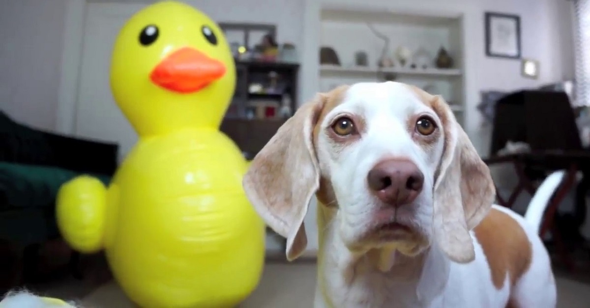 Maymo, il cucciolo che riceve la sorpresa più “grande” di sempre (VIDEO)
