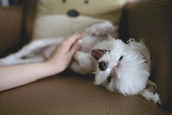 cagnolino prova emozioni forti felici