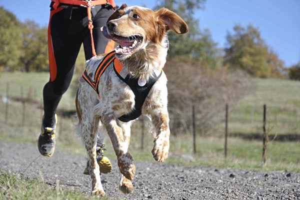 correre insieme al cane