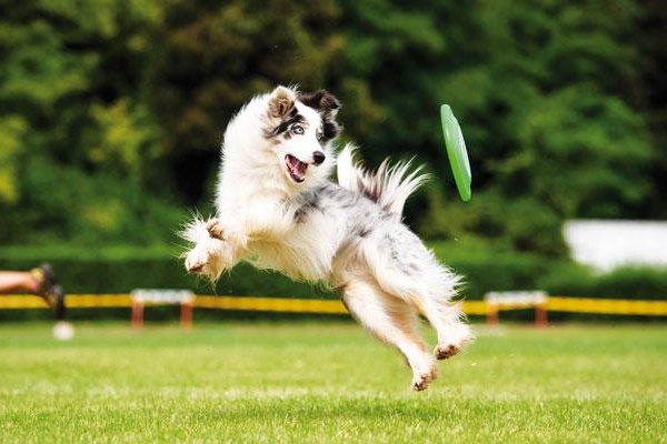 agility sport per cani