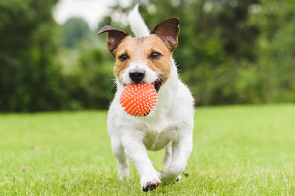 cane che gioca con la pallina