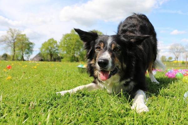 alimentazione del cane sportivo