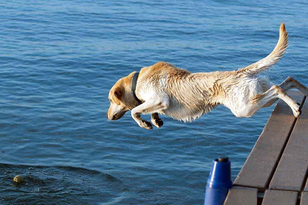 cane che si tuffa in acqua