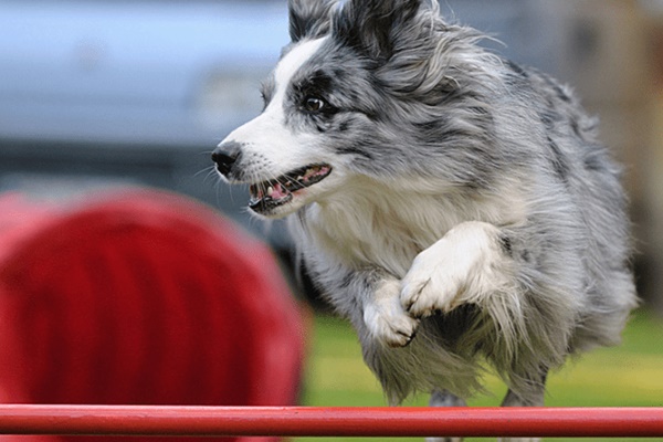 gara di agility per cani