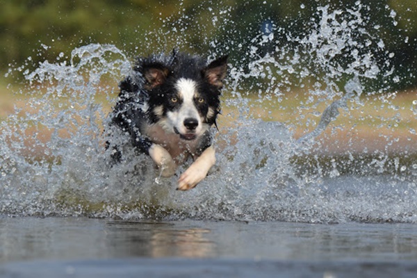 cane che corre nell'acqua