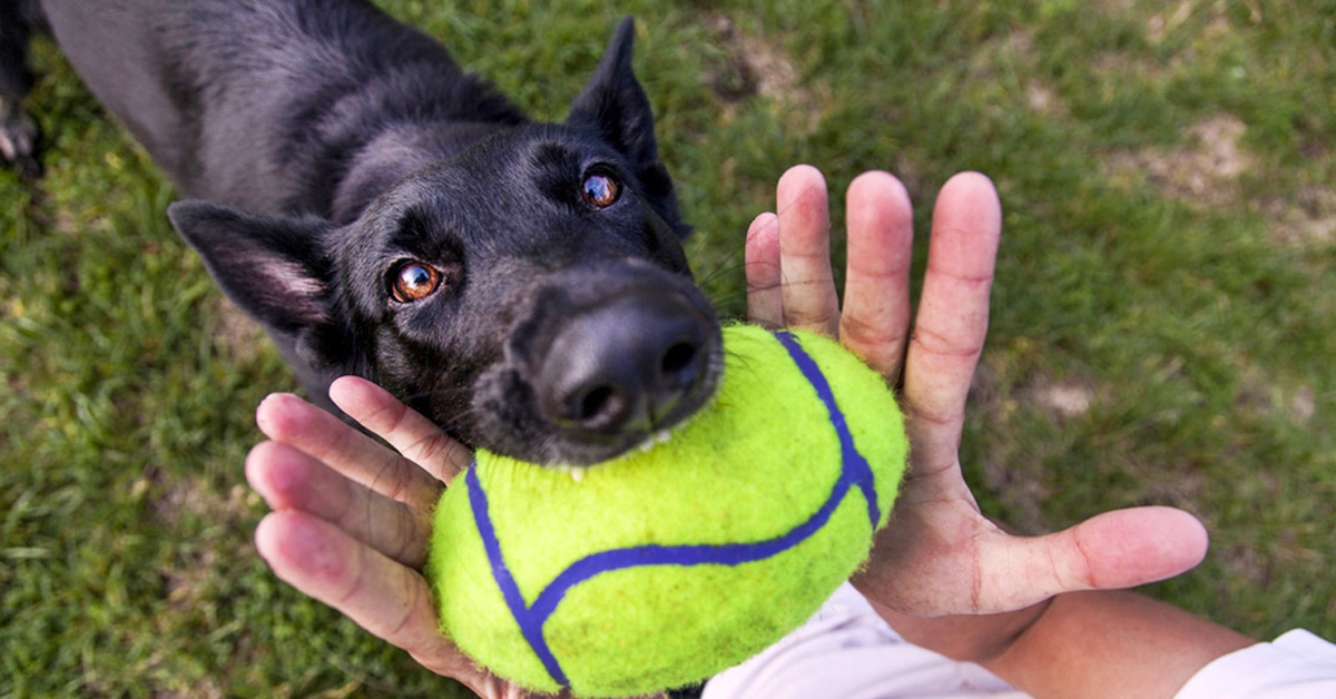 Nutrire un cane sportivo: gli alimenti giusti per il corpo e per la mente