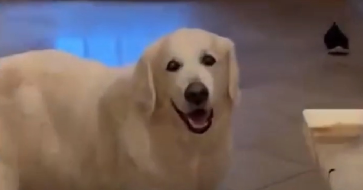Oliver, il cane di 14 anni che adora fare visita ai suoi vicini (VIDEO)