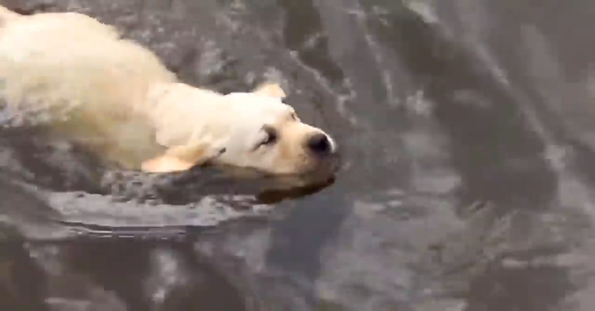 Papà cane insegna ai suoi cuccioli a nuotare nel lago (VIDEO)