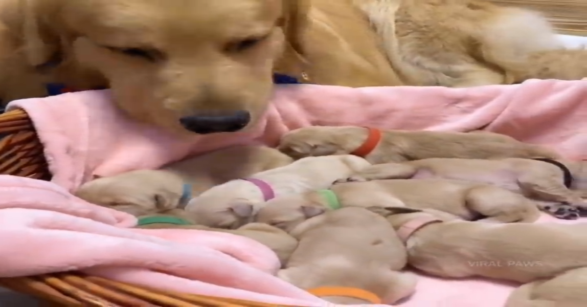Papà Golden vuole conoscere i suoi cuccioli appena nati(VIDEO)