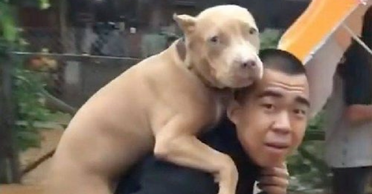 Pitbull messo in salvo da un soldato durante un alluvione (VIDEO)