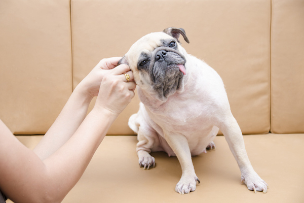 pulire le orecchie di un cucciolo di cane
