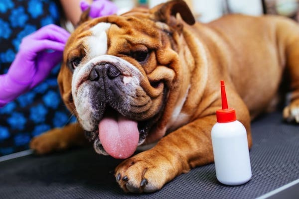 pulire le orecchie di un cucciolo di cane