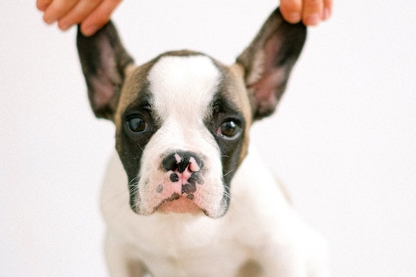 pulire le orecchie di un cucciolo di cane