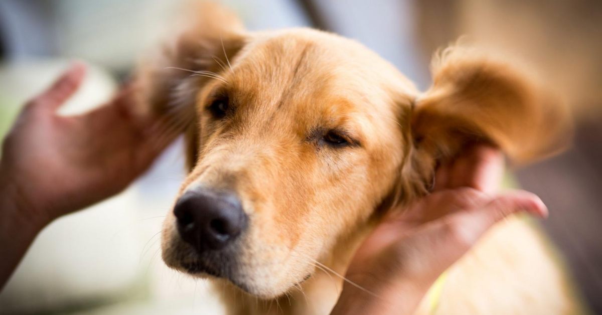 Pulire le orecchie di un cucciolo di cane, come farlo e cosa usare