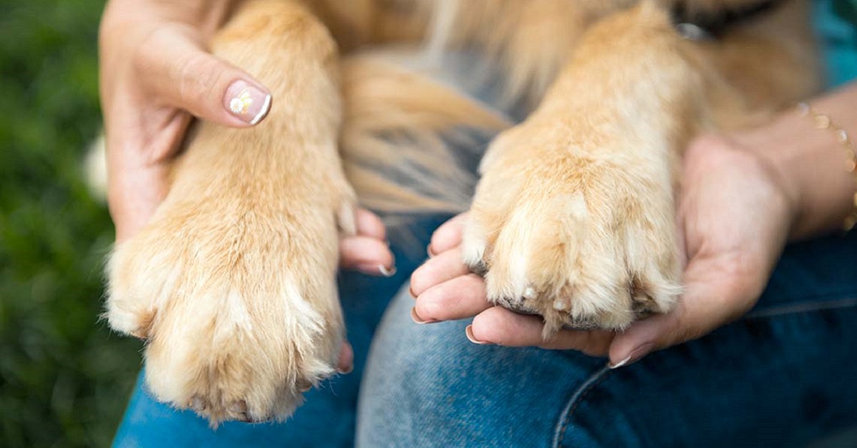 Pulire le zampe di un cucciolo di cane: come fare senza fargli male