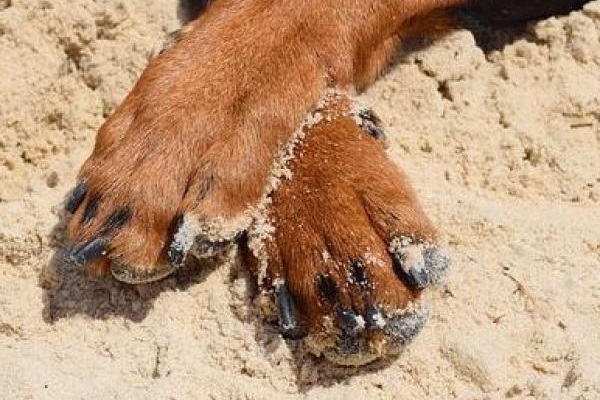cane in spiaggia
