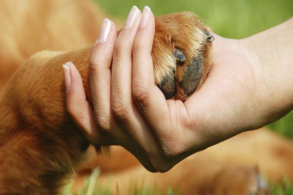 zampa cane tra le mani