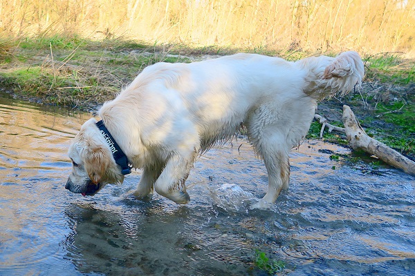 cane con le zampe nell'acqua
