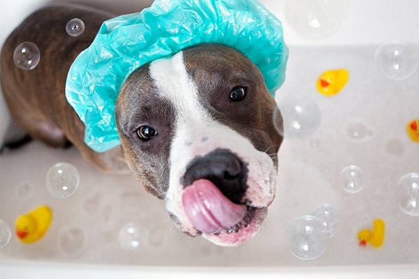 cane fa il bagno