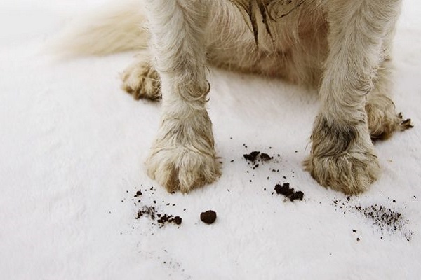 zampe di un cucciolo di cane sporche di terra