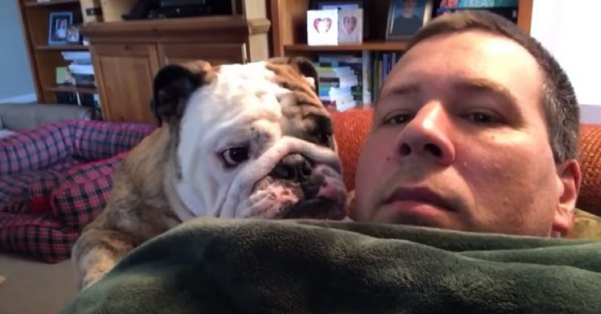 Reuben, il cane bulldog che non accetta risposte negative (VIDEO)