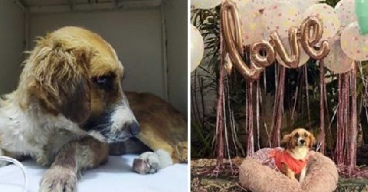 Reyna, la cagnolina maltrattata che trova finalmente la felicità (FOTO)