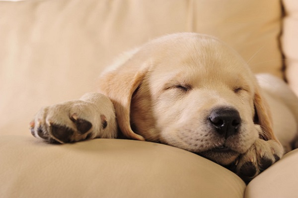 cucciolo di cane che dorme su divano