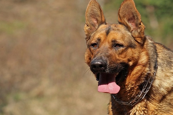 cane accaldato