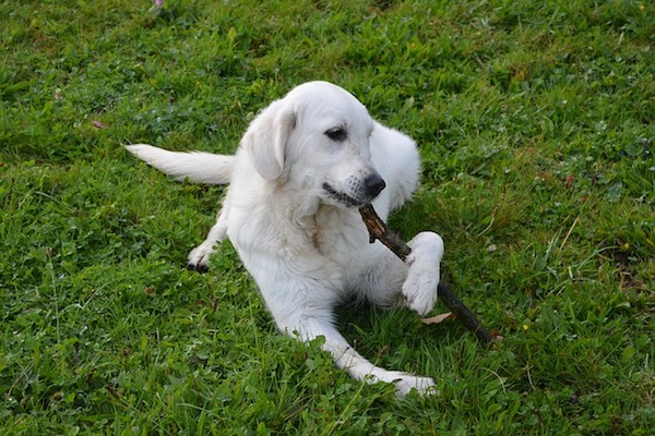 cibo per cani quale scegliere