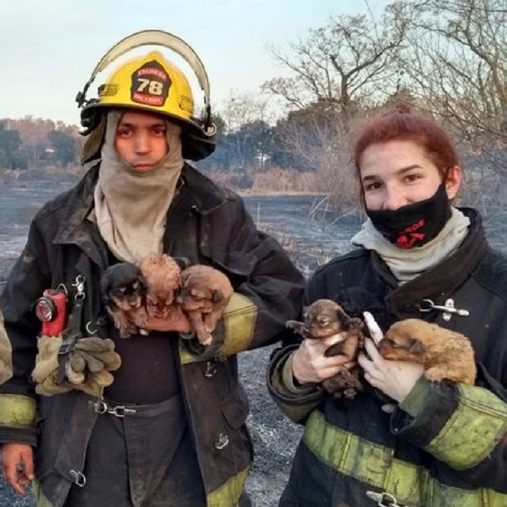 pachi salvataggio vigili del fuoco