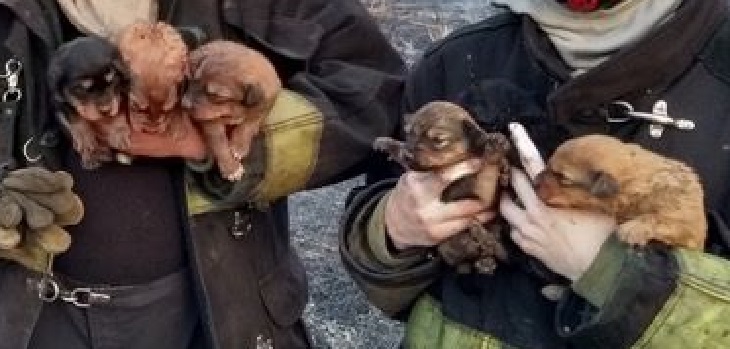 pachi cani trovano casa