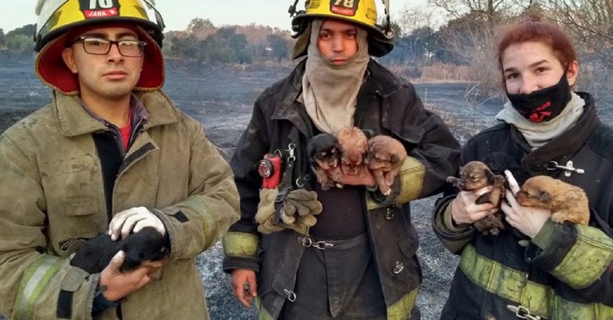 Salvataggio di 7 cuccioli bloccati in un albero durante un incendio (FOTO)