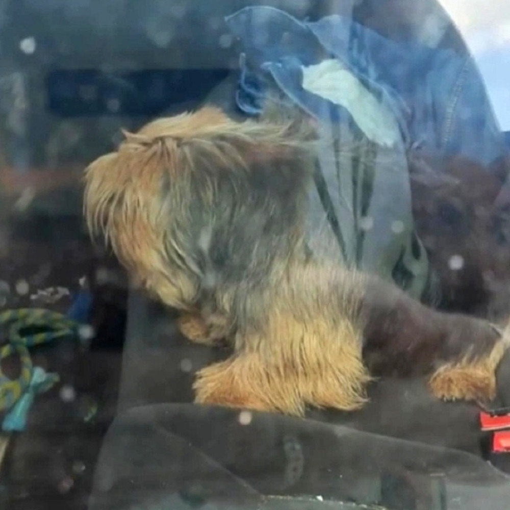 samantha cane yorkshire terrier auto