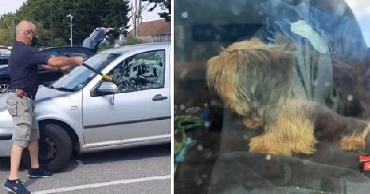 Salvataggio Yorkshire Terrier intrappolato nell’auto sotto il sole (VIDEO)