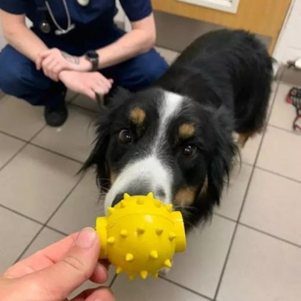 scout cane estrazione pallina gomma