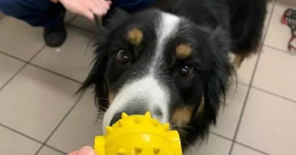 Scout, il cane che ha rischiato la vita a causa di una pallina (VIDEO)