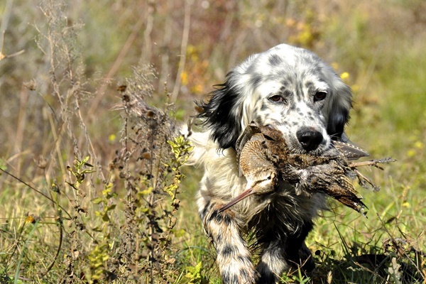 setter che caccia una beccaccia