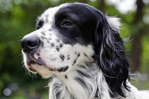 cane con un eccellente fiuto