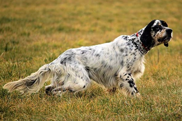 setter inglese che sta puntando una preda